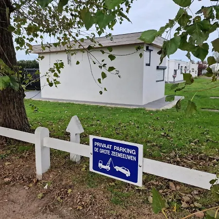 - Grote Zeemeeuwen كوكسيجدي